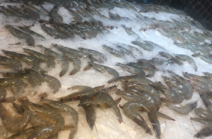 廣東省食品流通協會關于對《吳川吳陽對蝦》團體標準征求意見的函