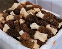 “菌菇界”新國(guó)標(biāo)來(lái)了！