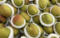 新疆維吾爾自治區人民政府辦公廳關于印發《支持農產品加工業高質量發展若干政策措施》的通知 